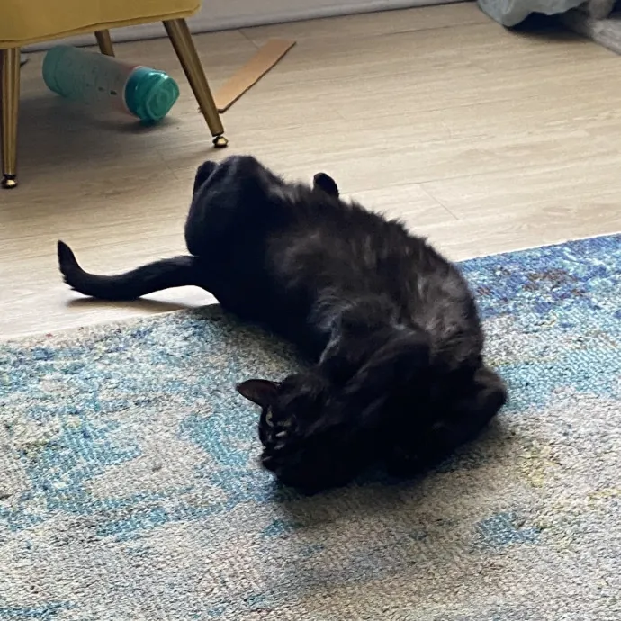 Tender Loving Kitty Care