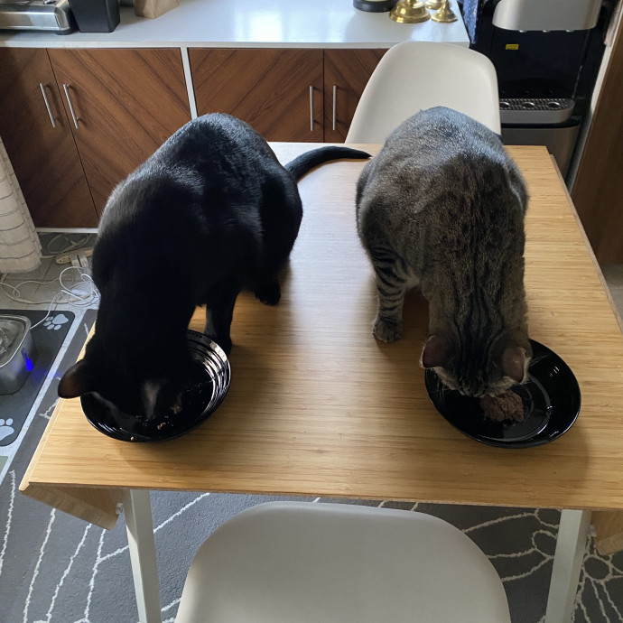 Tender Loving Kitty Care
