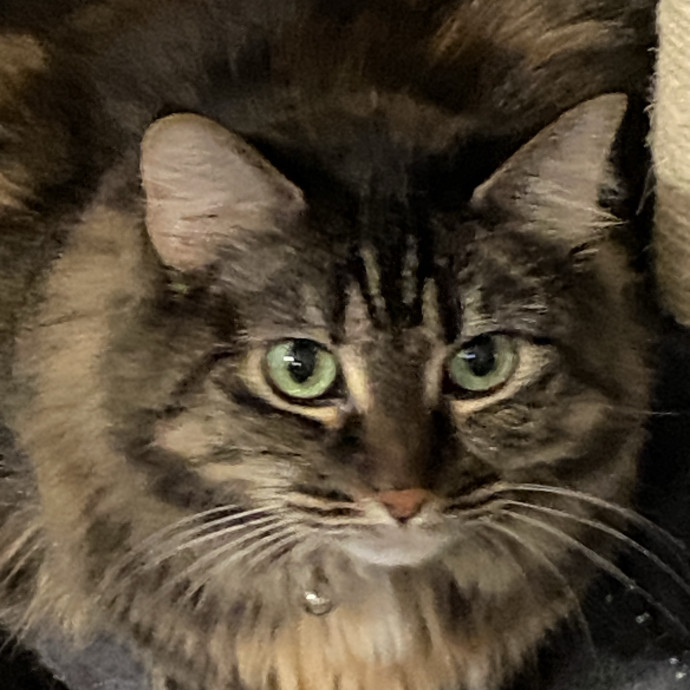 Tender Loving Kitty Care