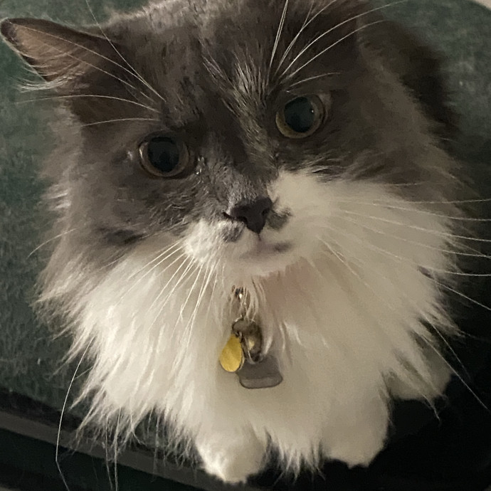 Tender Loving Kitty Care