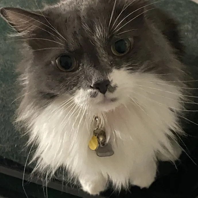 Tender Loving Kitty Care