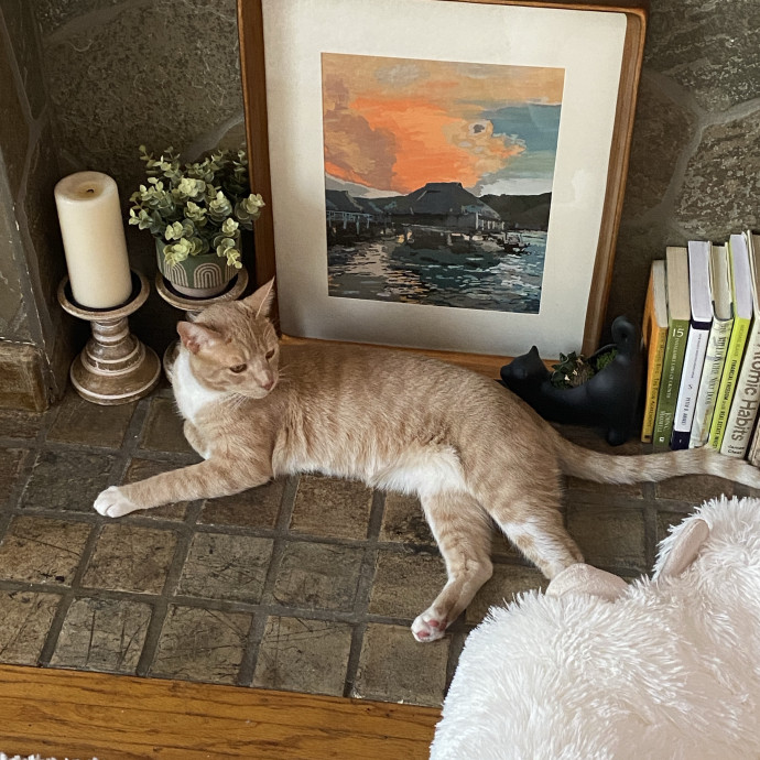 Tender Loving Kitty Care