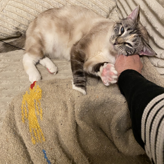 Tender Loving Kitty Care