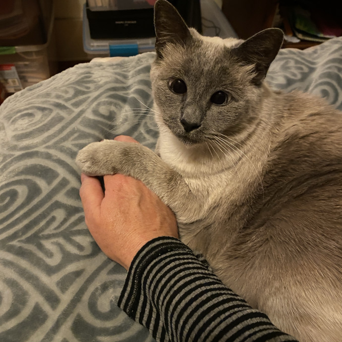 Tender Loving Kitty Care