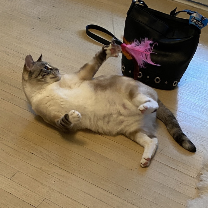 Tender Loving Kitty Care photo 2