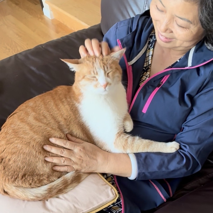 Experienced  Caring Cat Sitter photo 2