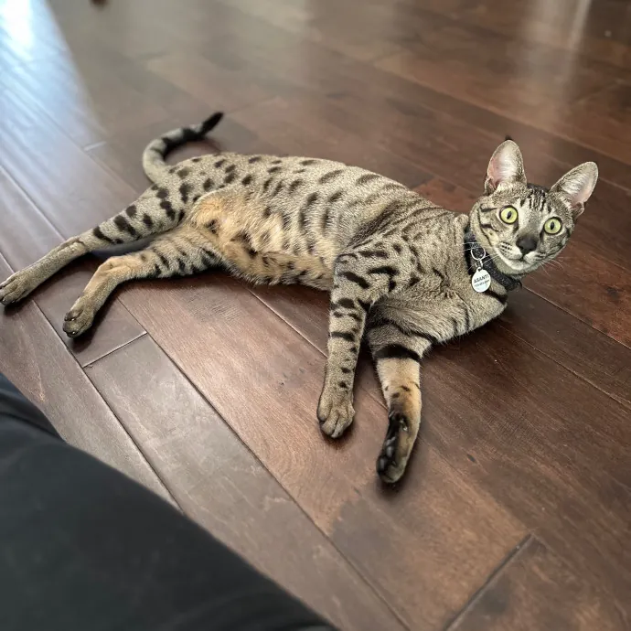 Tiffany's Feline Friends