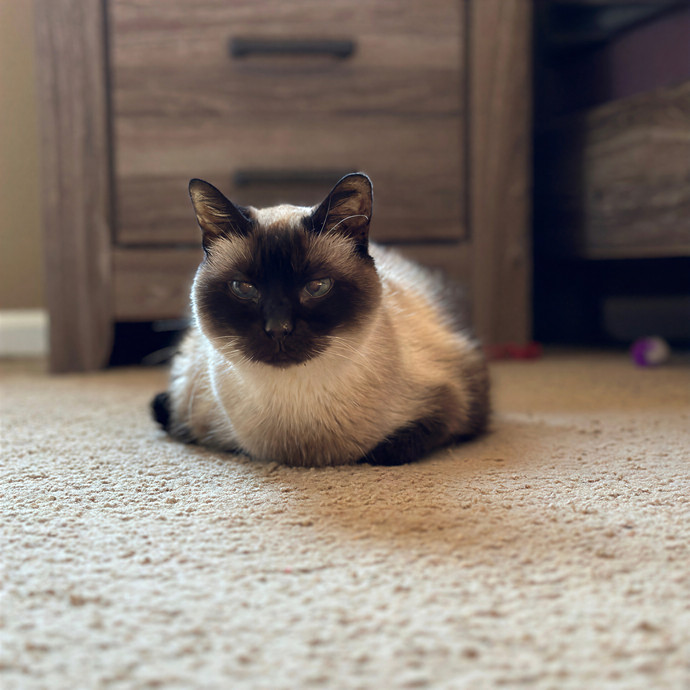 Tiffany's Feline Friends