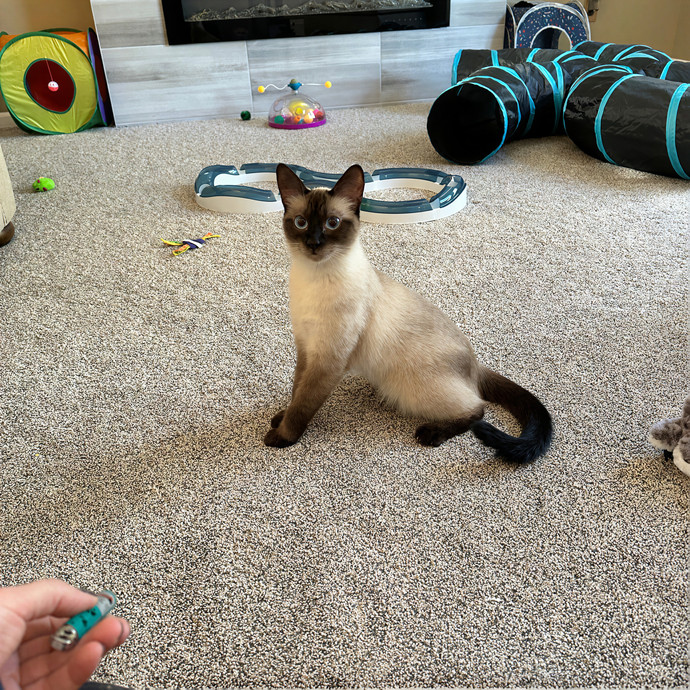 Tiffany's Feline Friends