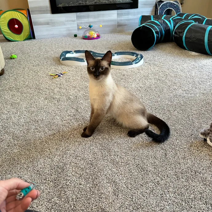 Tiffany's Feline Friends