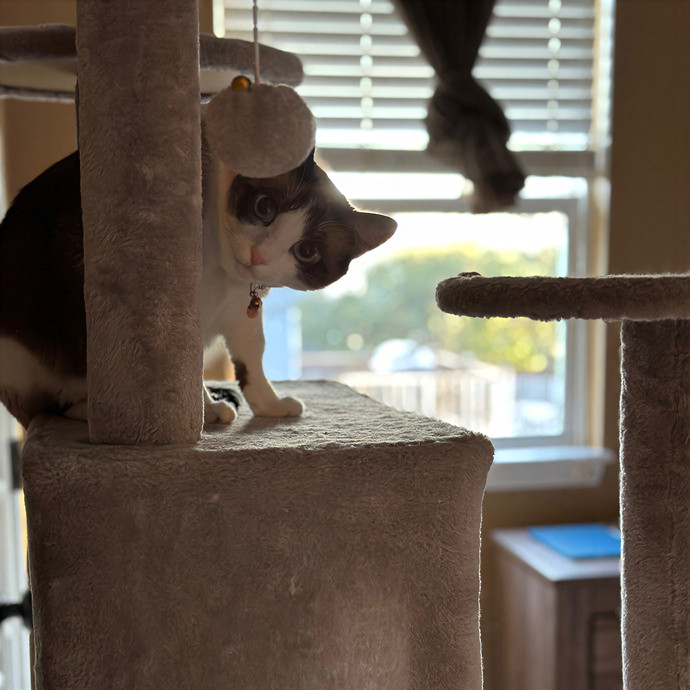 Tiffany's Feline Friends