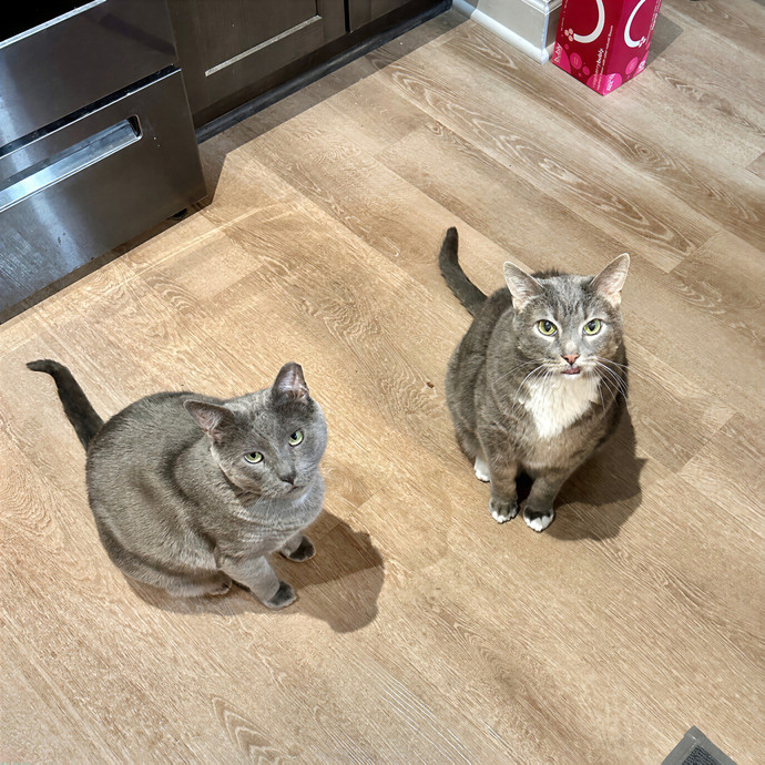 Tiffany's Feline Friends