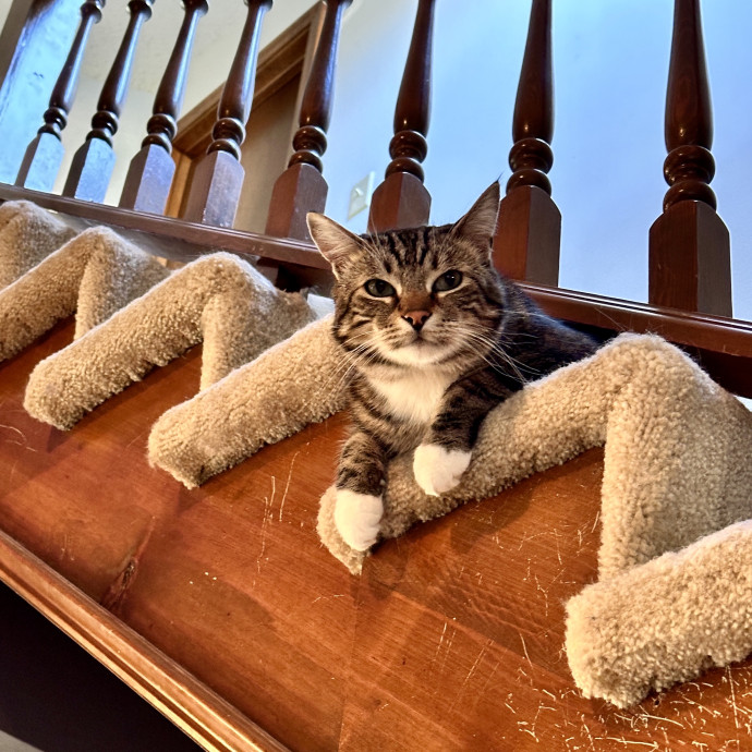 Tiffany's Feline Friends