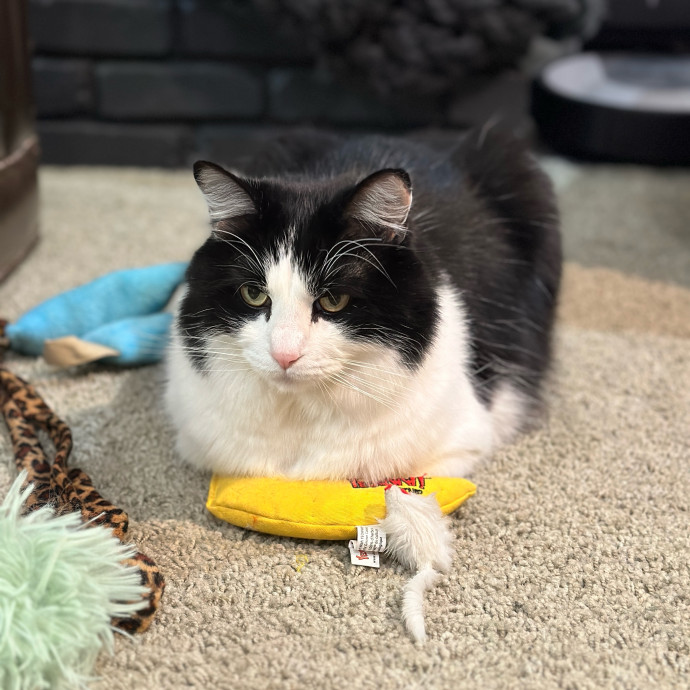 Tiffany's Feline Friends
