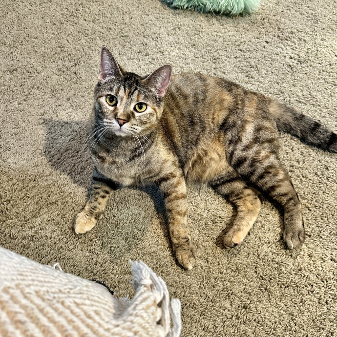 Tiffany's Feline Friends
