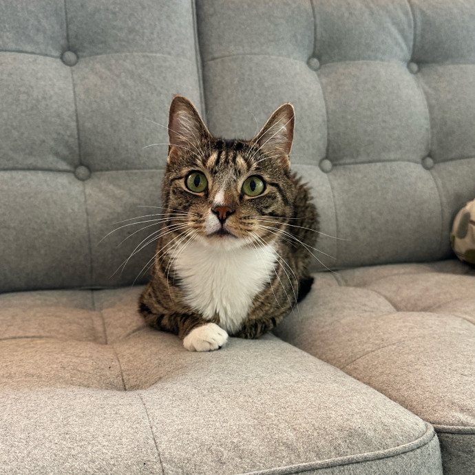 Tiffany's Feline Friends