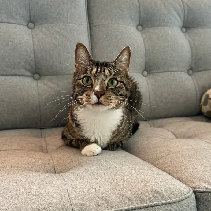 Tiffany's Feline Friends