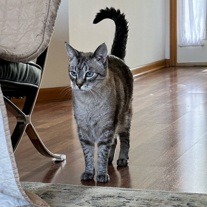 Tiffany's Feline Friends
