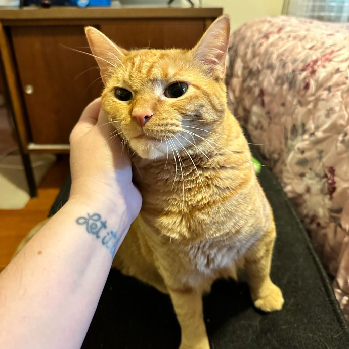 Tiffany's Feline Friends