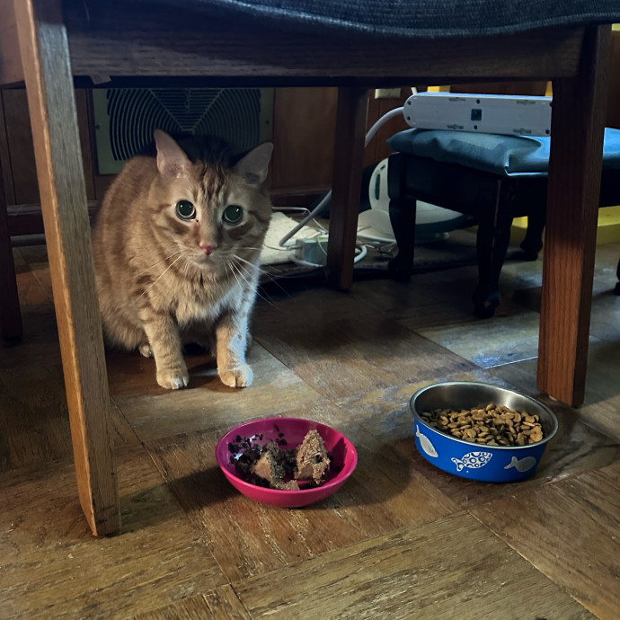 Tiffany's Feline Friends