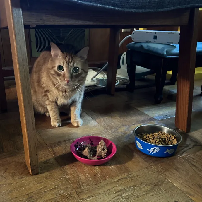 Tiffany's Feline Friends