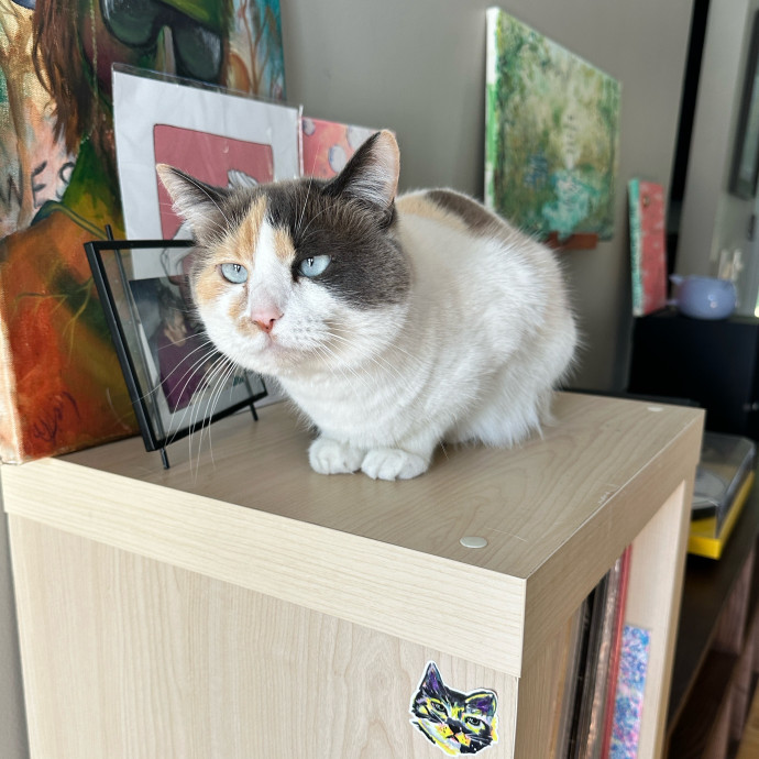Tiffany's Feline Friends