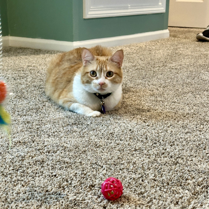 Tiffany's Feline Friends