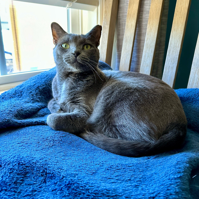 Tiffany's Feline Friends photo 3