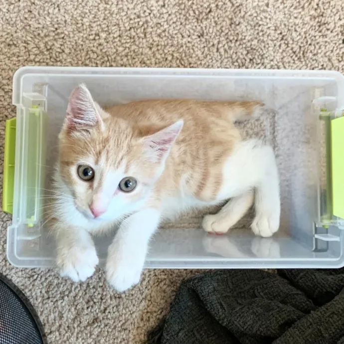 Upbeat And Caring Local Cat Sitter