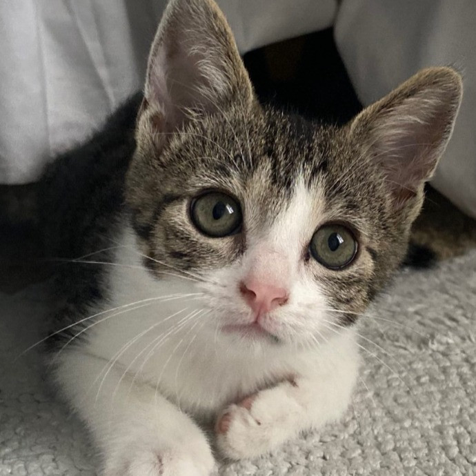 Upbeat And Caring Local Cat Sitter