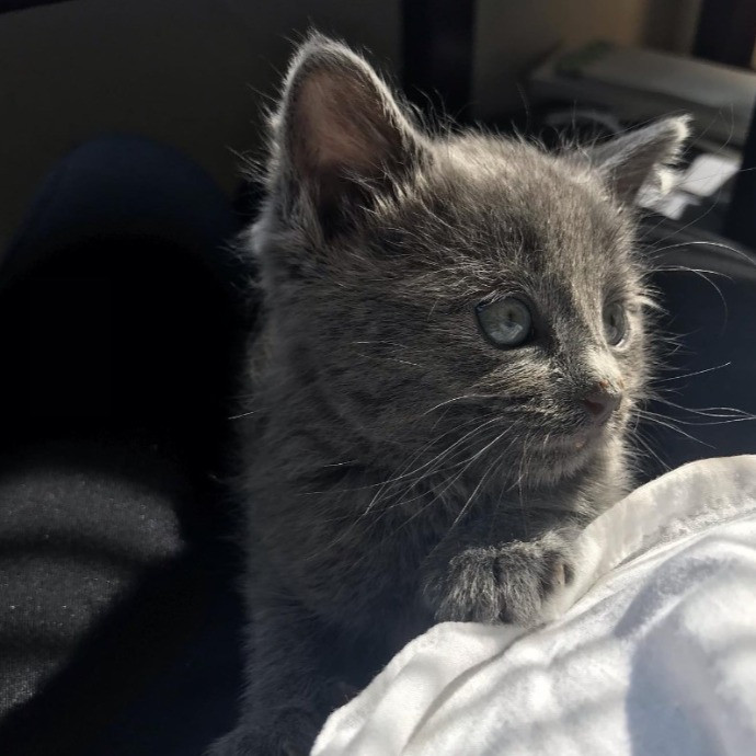 Upbeat And Caring Local Cat Sitter
