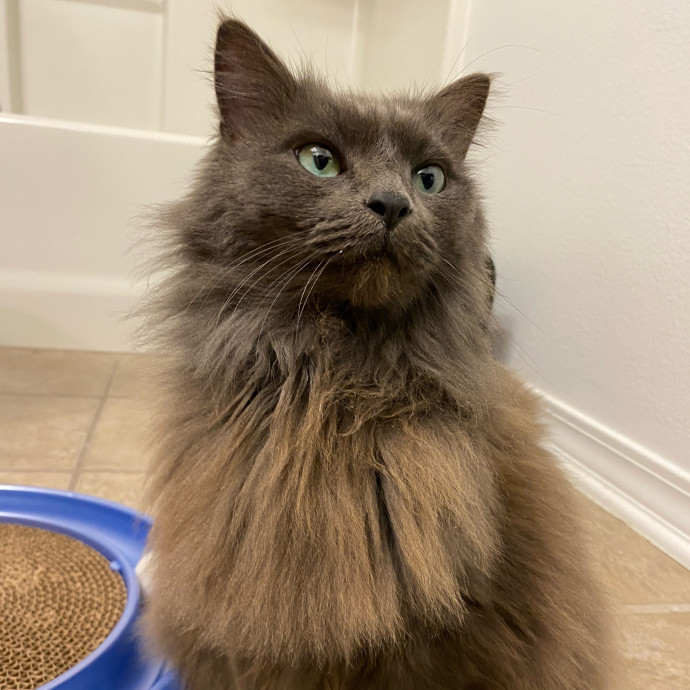 Upbeat And Caring Local Cat Sitter photo 2