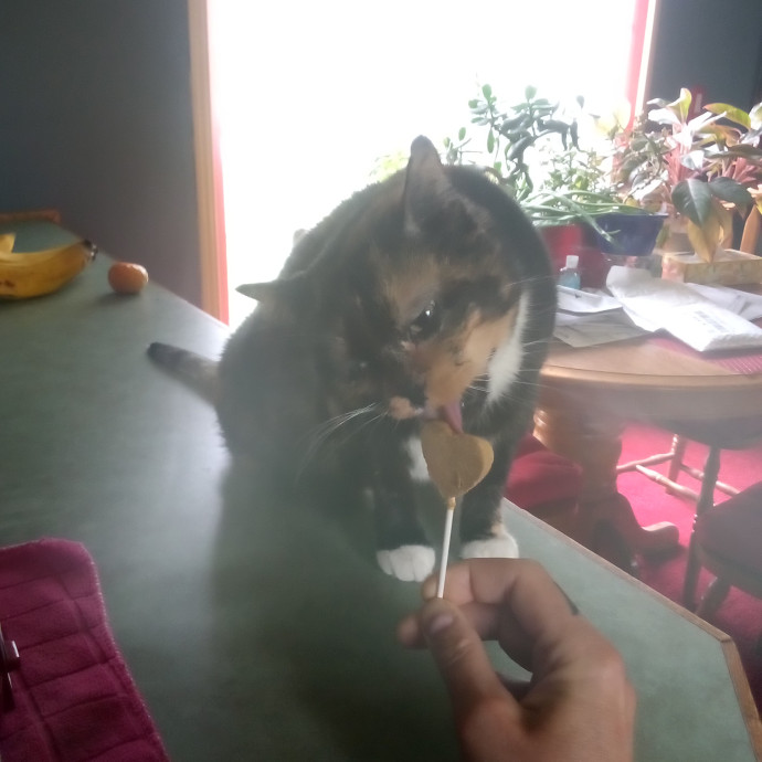 Georgie's Kitty Korner
