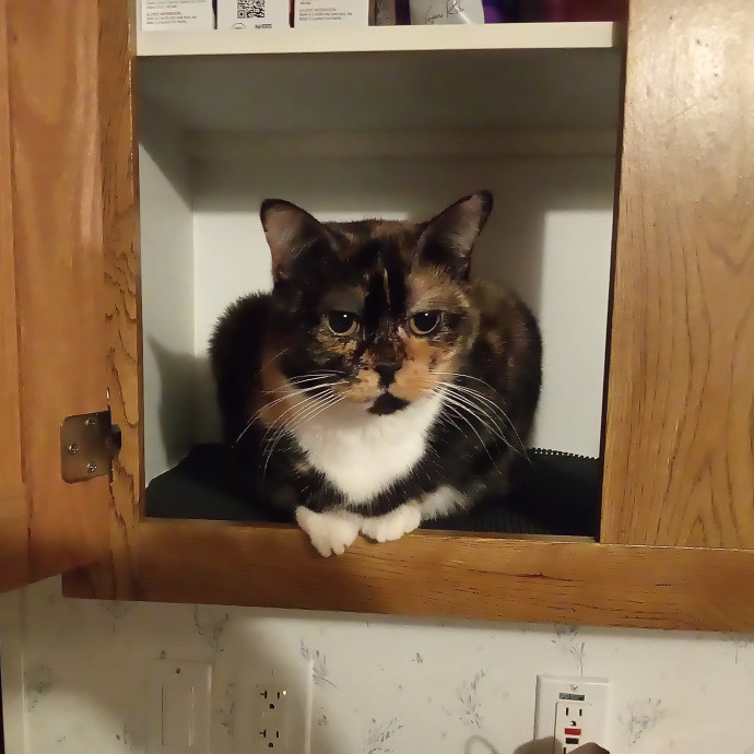 Georgie's Kitty Korner