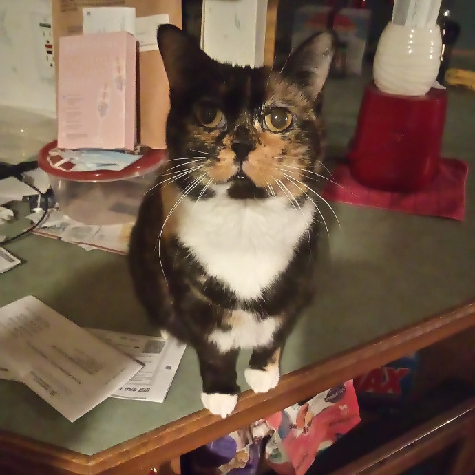 Georgie's Kitty Korner