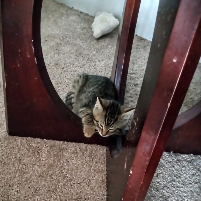 Georgie's Kitty Korner