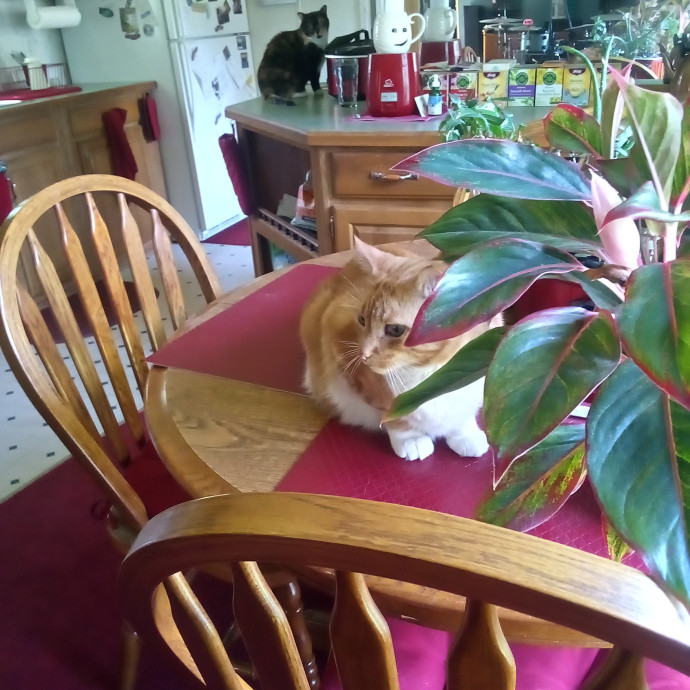 Georgie's Kitty Korner