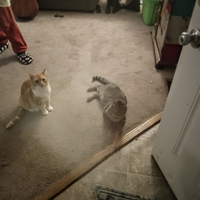 Georgie's Kitty Korner photo 3