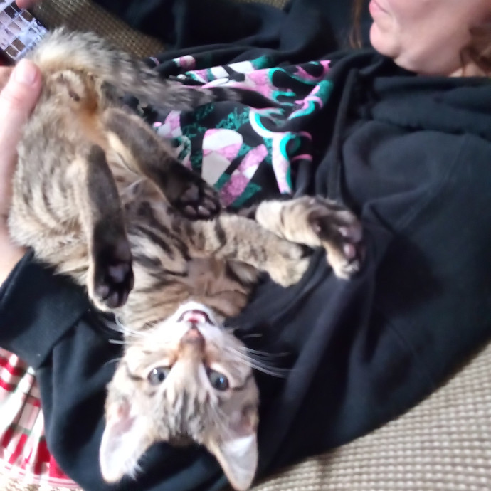 Georgie's Kitty Korner photo 2