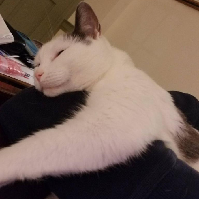 Loving Kitty Care By Rachel