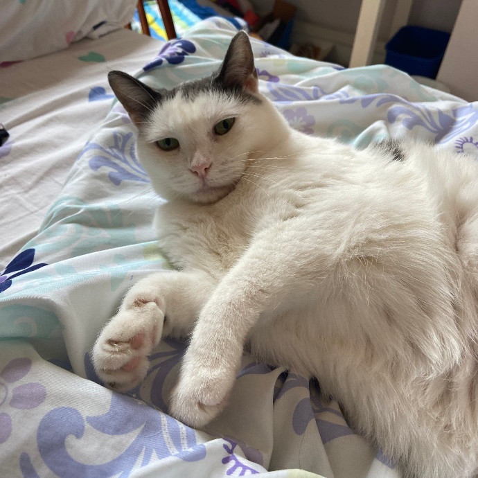 Loving Kitty Care By Rachel photo 3
