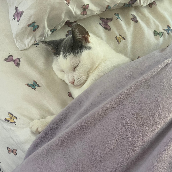 Loving Kitty Care By Rachel photo 2