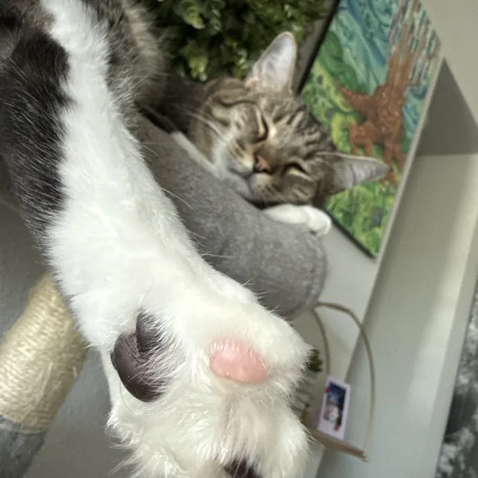 Because Every Kitty Deserves Royal Treat