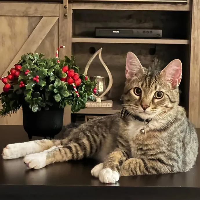 Because Every Kitty Deserves Royal Treat