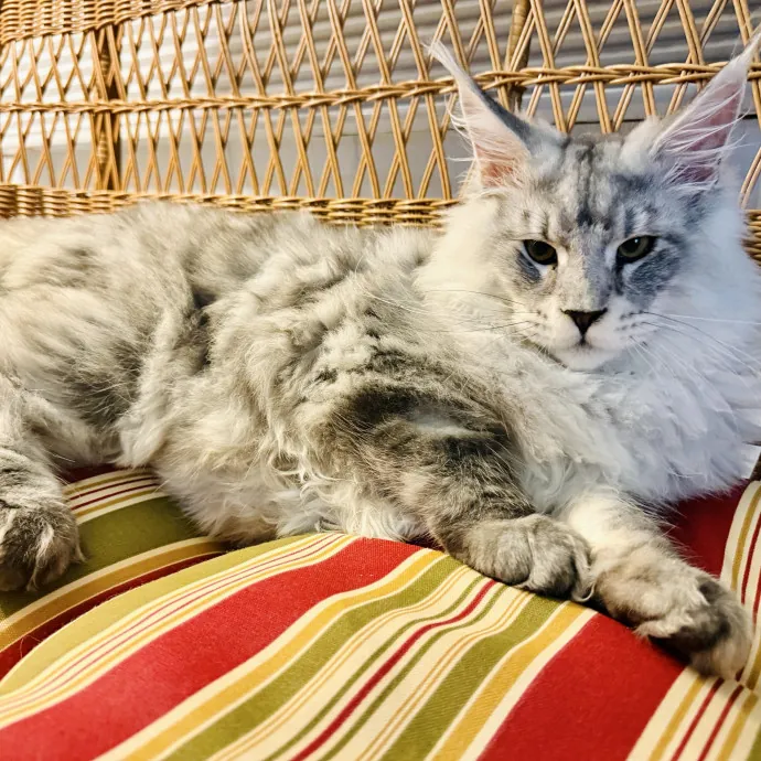 Because Every Kitty Deserves Royal Treat