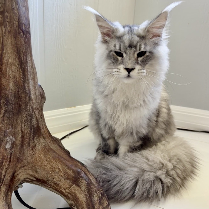 Because Every Kitty Deserves Royal Treat