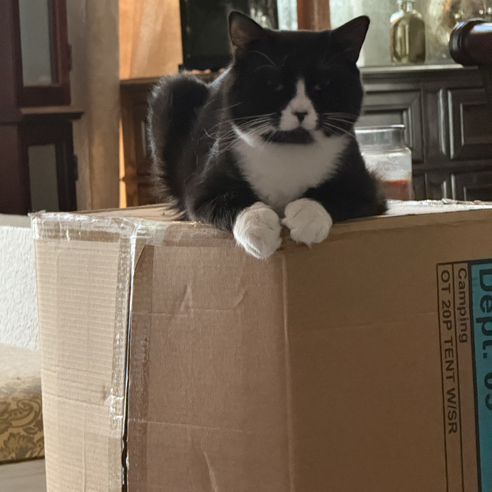 Because Every Kitty Deserves Royal Treat
