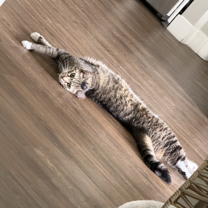 Because Every Kitty Deserves Royal Treat