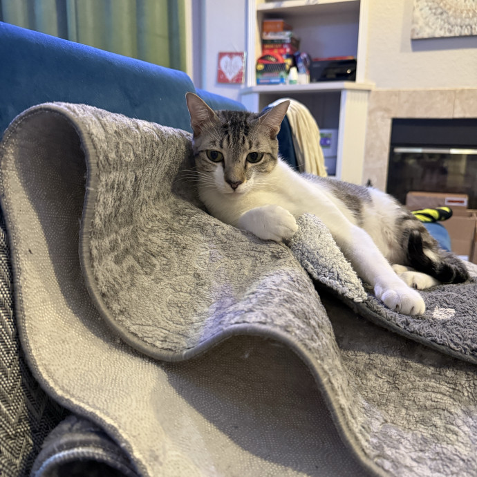 Because Every Kitty Deserves Royal Treat photo 3