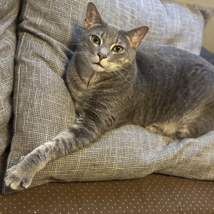 Because Every Kitty Deserves Royal Treat photo 2